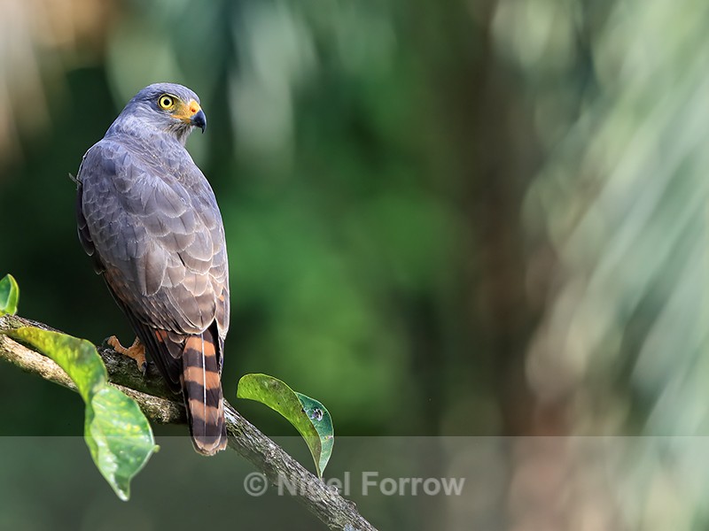 Roadside Hawk close, Costa Rica - Roadside Hawk