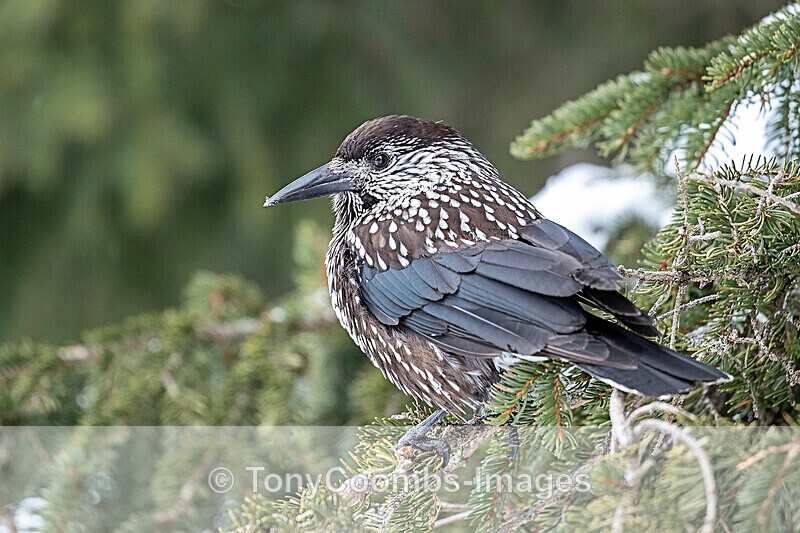 Nutcracker  1901-19129 - The Mountains