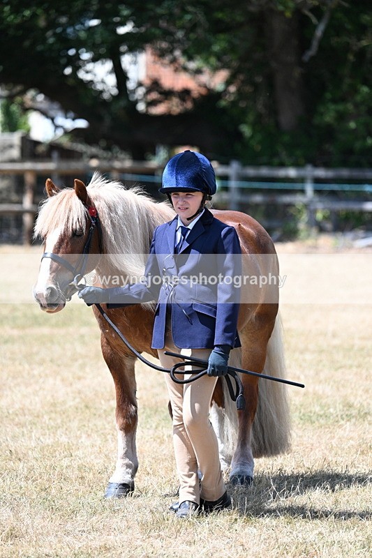 WJ7_2504 - Most Handsome Gelding Champs