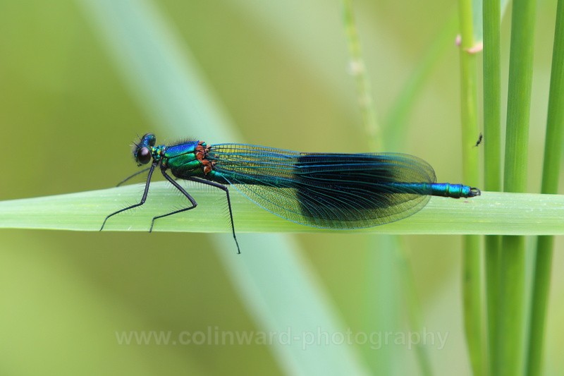 Banded Demoiselle or broadwing damselfly - macro and nature.