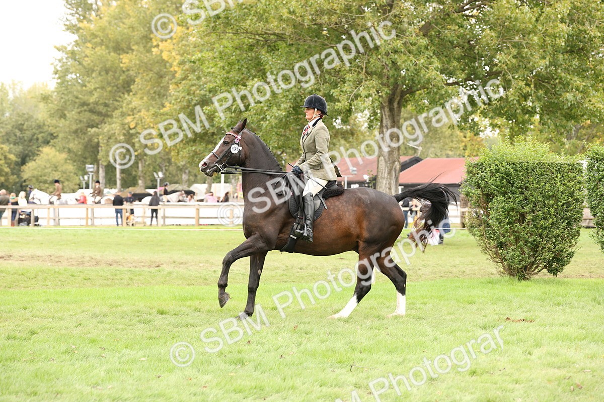 SBM_64251 - S65 - Riding Horse & Hack & Thoroughbred Ridden