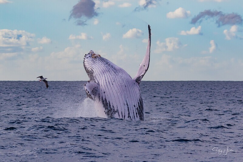 Humpback Ballet 1. 0A3A0932 - 2025 Whales