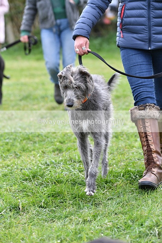 WJ5_9301 - Class 1 Best Cross Breed / Heniz 57