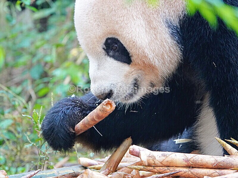 CHINA__0044 - China 2019