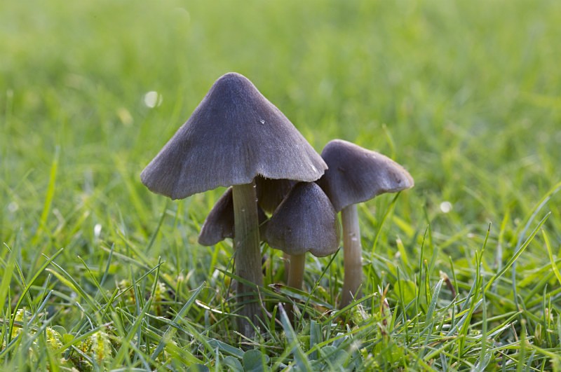Fungi, Tatton Park, Cheshire - FUNGI (MUSHROOM) IMAGES