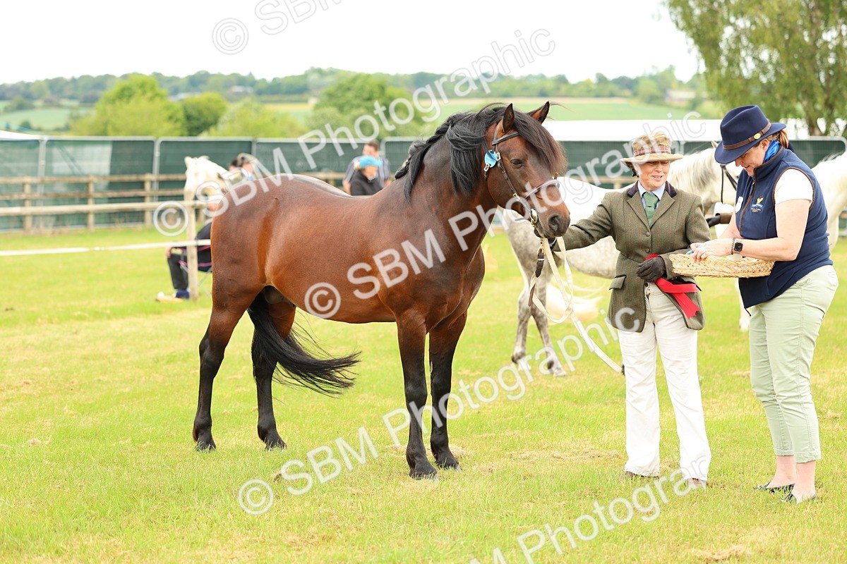 SBM_04232 - Class 64-67 - Shetland Pony In Hand