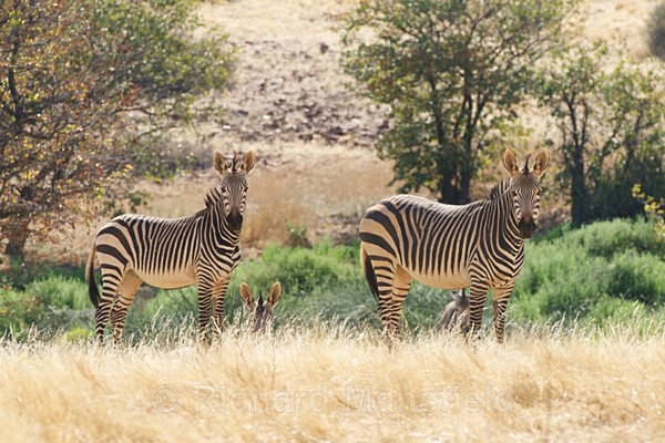  - African Journey