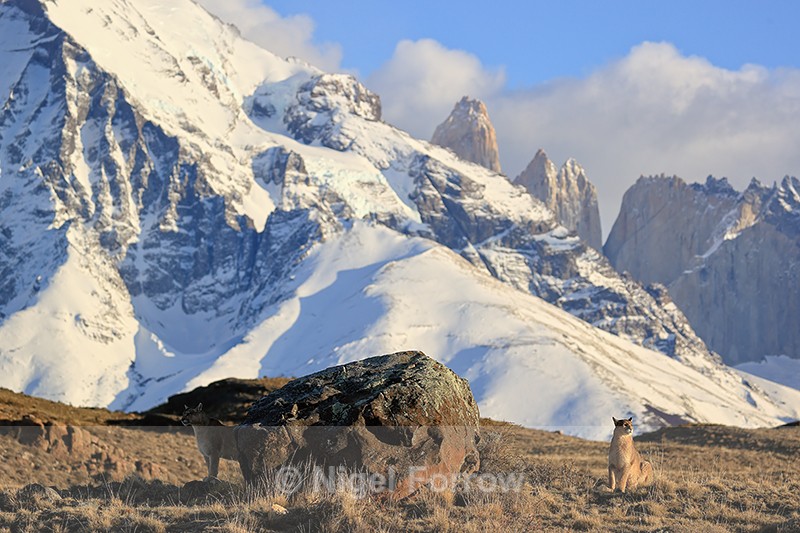 Two female Pumas and Torres peaks, Torres del Paine, Chile - Puma