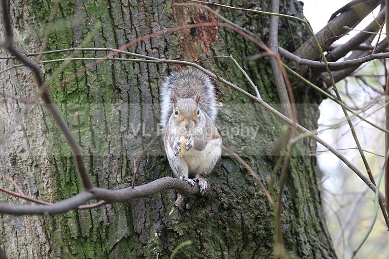 Squirrel - Animals and Birds