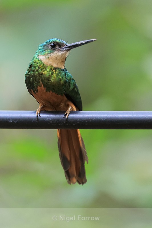 Female Rufous-tailed Jacamar, Porto Jofre, Mato Grosso, Brazil - Rufous-tailed Jacamar