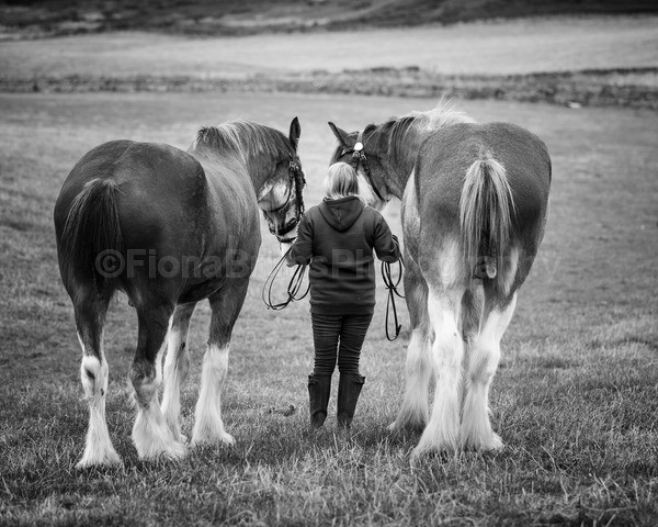 Dionne-169 - DGClydesdales