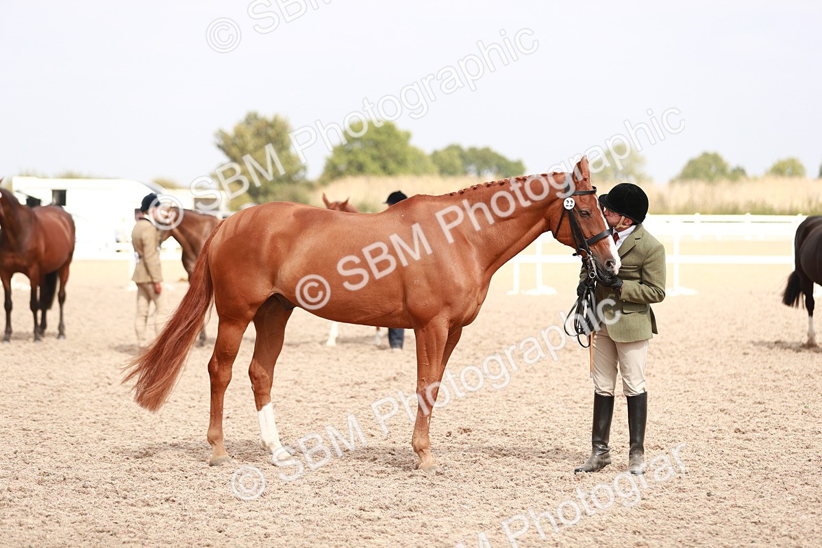 SBM_13250 - Class 208 IH Veteran Horse