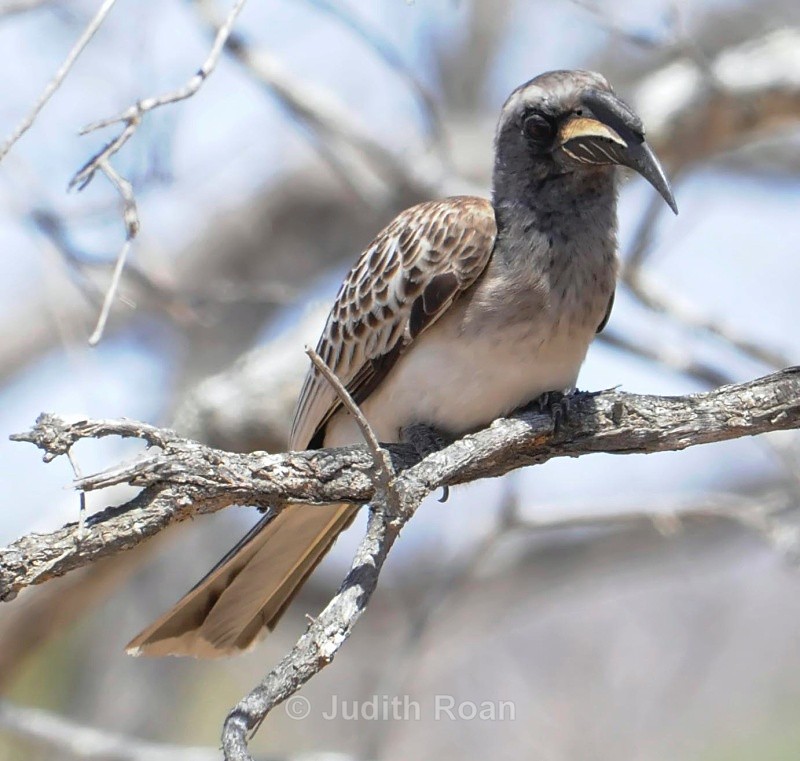 African Grey Hornbill - South Africa Birds and Mammals