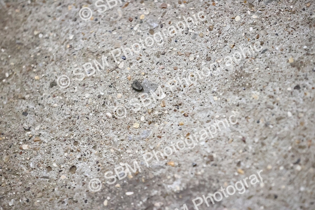 SBM_002808 - Class 6-9  - Novice 1-Elementary 1