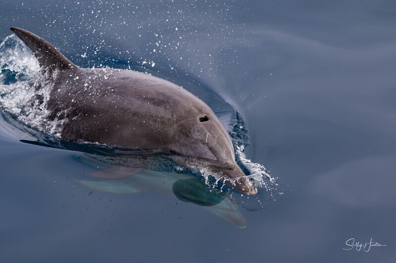 0A3A6323. Dolphin - 2023 Whale Photos