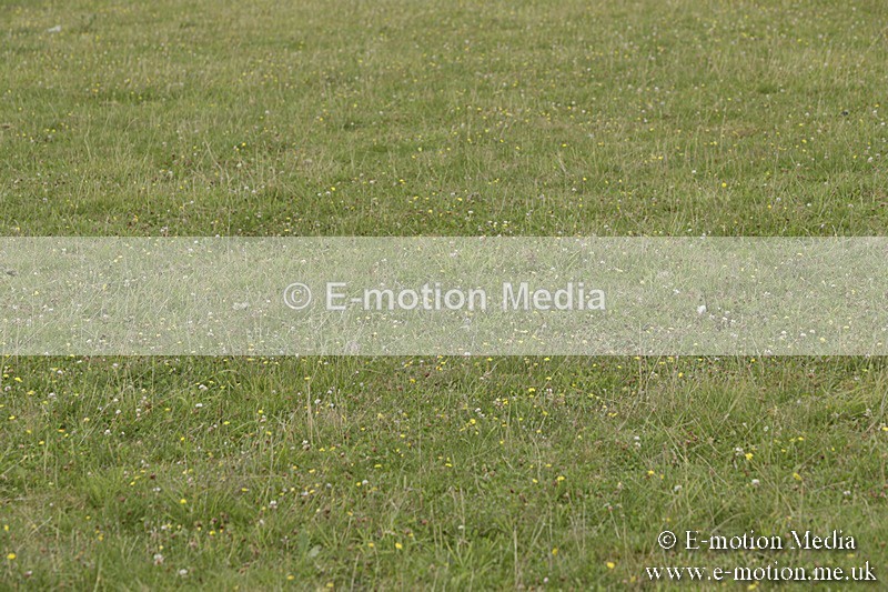 BVR160717-2399 - Side Saddle Classes 16/07/17