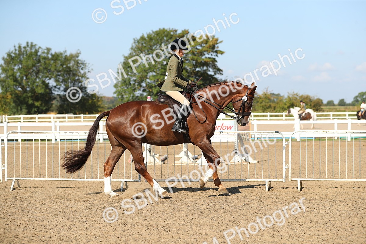 SBM_02234 - Class 43 Ridden Competition Horse/Pony