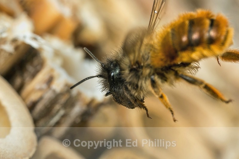 Osmia bicornis (f) - Osmia bicornis (rufa)