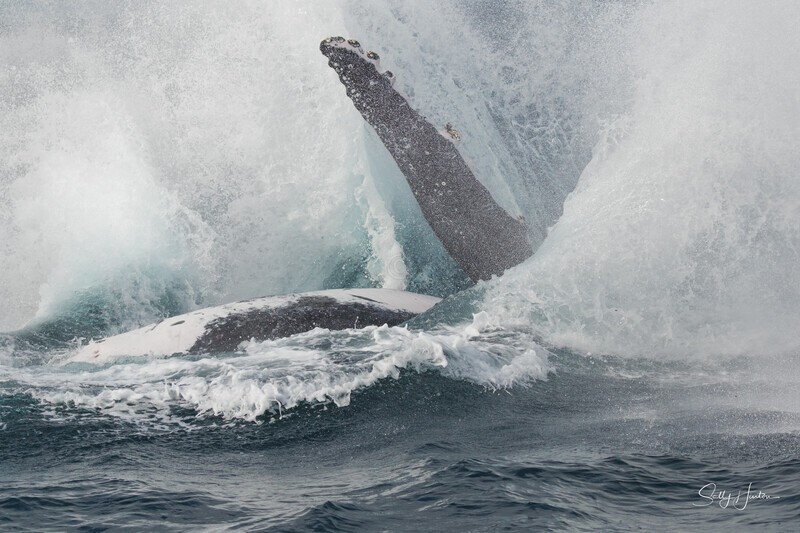 Humpback Splash 1. 0A3A1204 - 2025 Whales