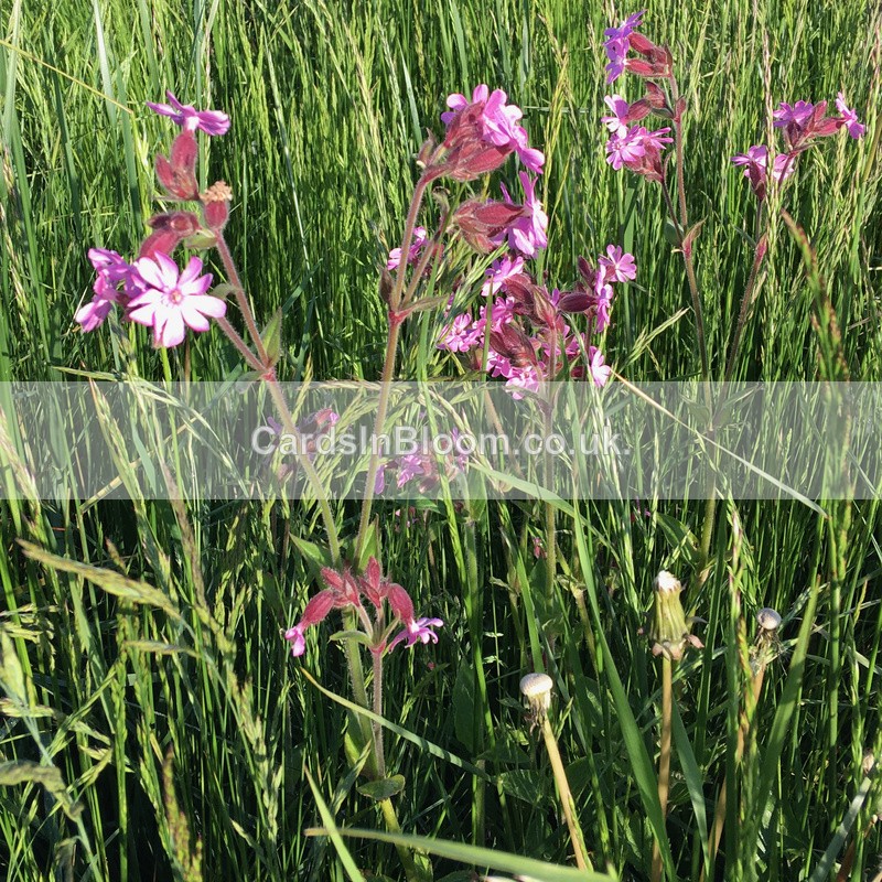 09 Pink Campions - COUNTRYSIDE