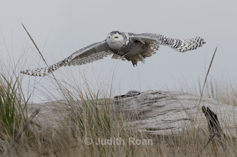 Snowy Owl-2012-1 - Snowy Owls