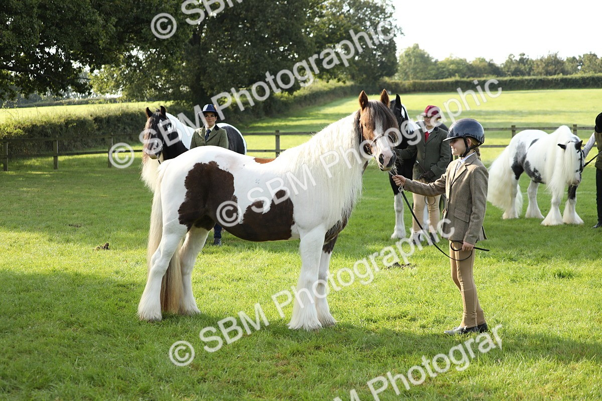 SBM_60937 - S43 - Coloured Pony In Hand