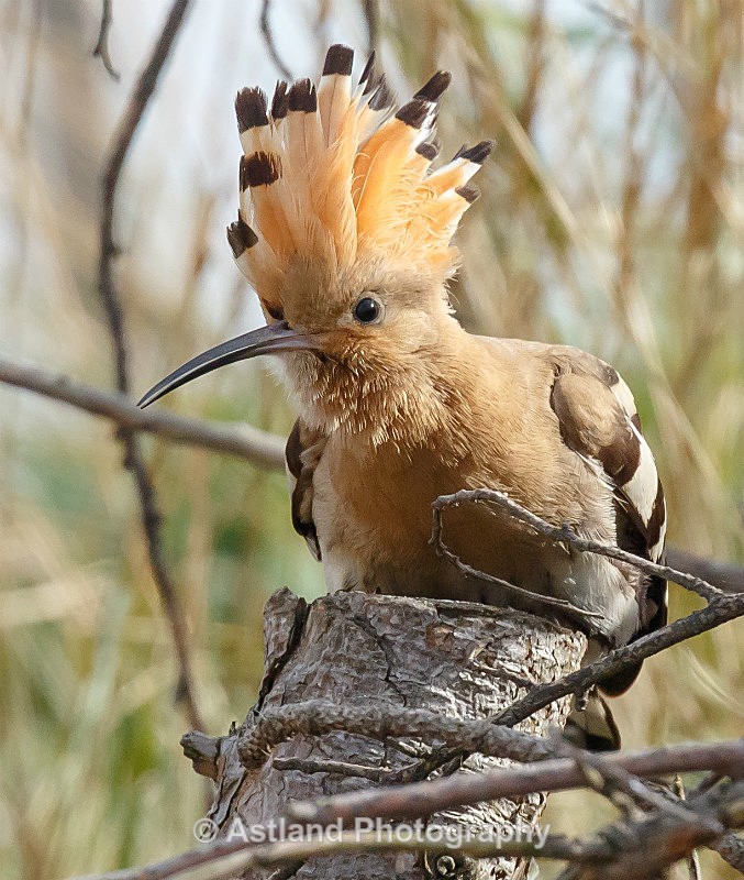 Astland Photography, Bird and Wildlife Images, Susan and Peter Wilson, U.K.