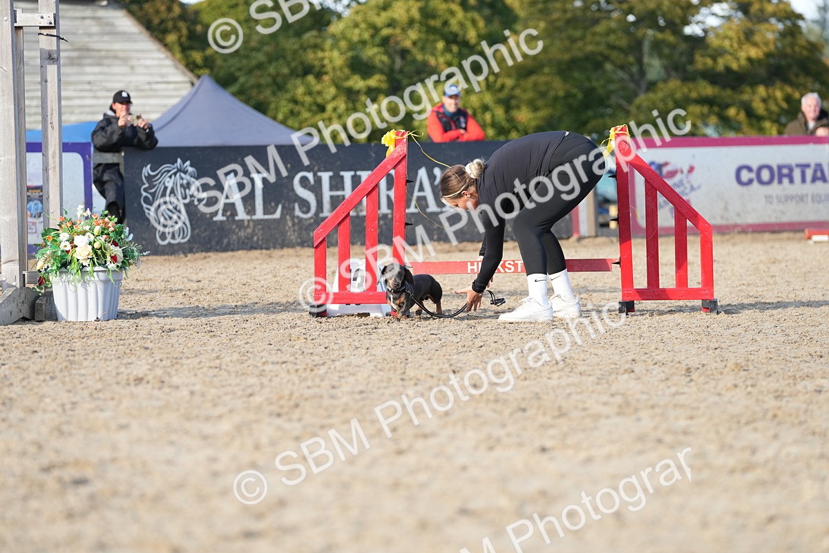 SBM_29039 - J43 - Horse & Hound Open 50cm