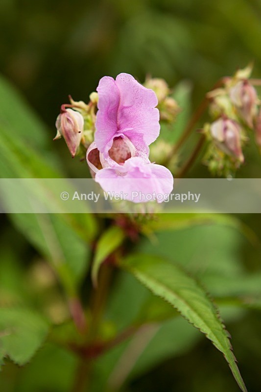 20120708-_MG_9169 - Plants and Flowers