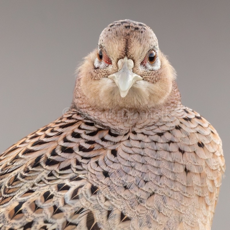 Female Pheasant 202614 - Greeting Cards