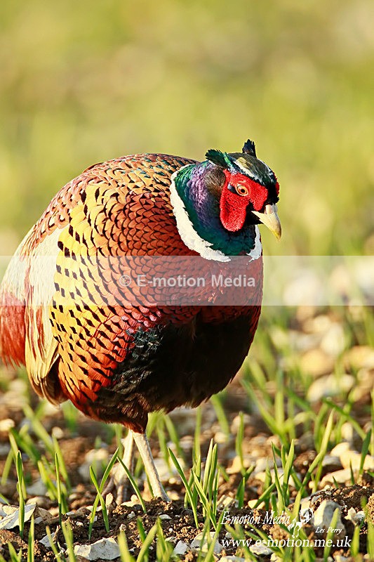 pheasant M 2503  5 - Nature