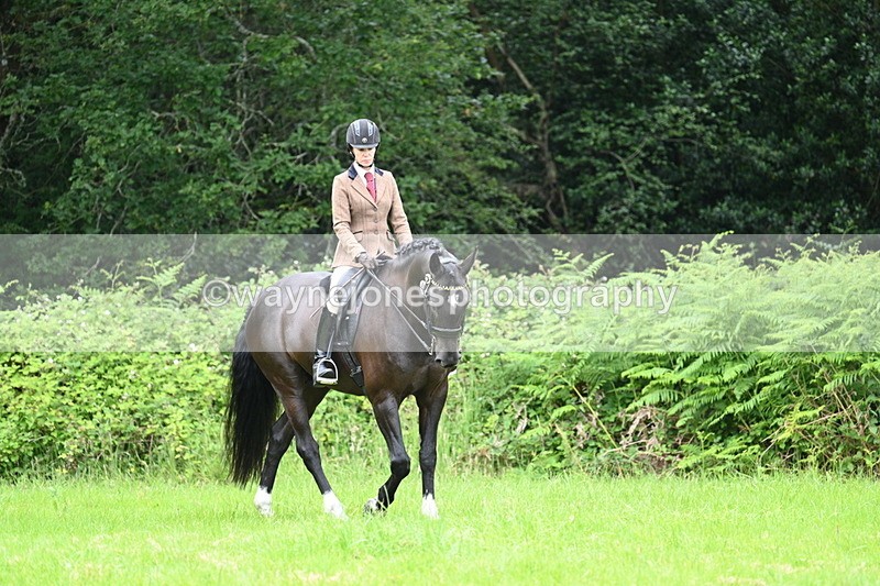 WJ7_3839 - Class 14A Handsome Gelding