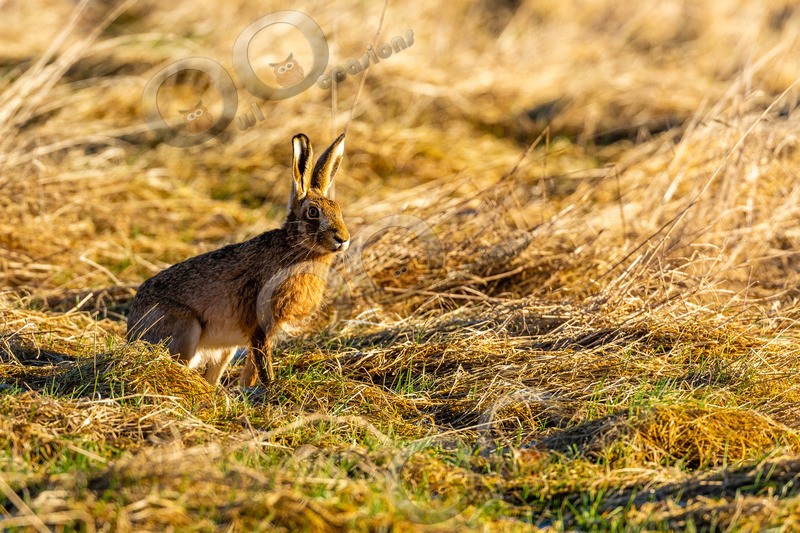 hare Lepus europaeus-4295-2 - UK Wildlife