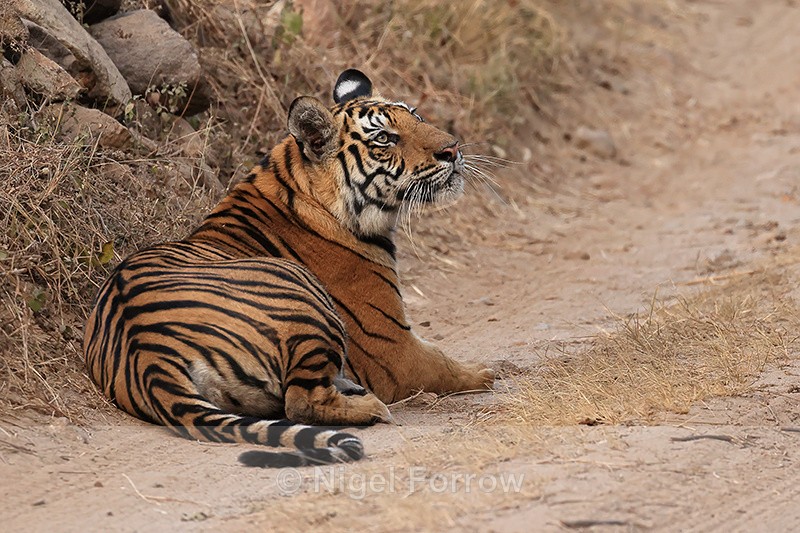 Tiger rests on road, Bandhavgarh Reserve, Madhyra Pradesh, India - Tiger