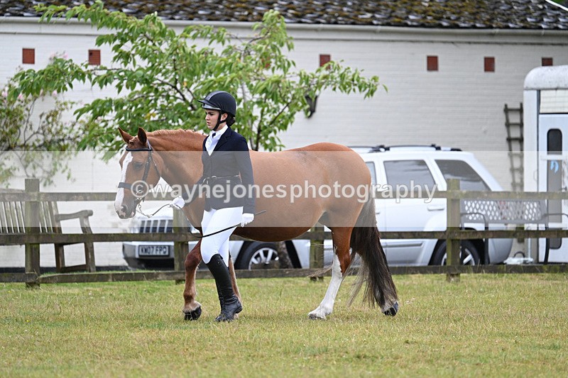 WJ7_6011 - Class 4a Prettiest Mare over 14hh