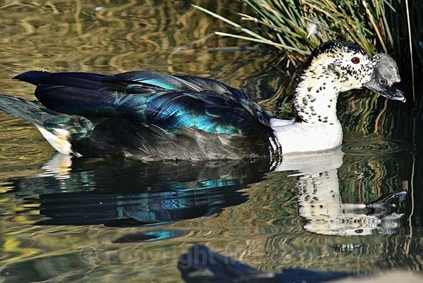 The African Comb Duck or Knob Billed Duck - BIRDS & INSECTS