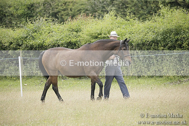 B230619-0562 - Bourne Valley Riding Club Summer Show 23/06/19