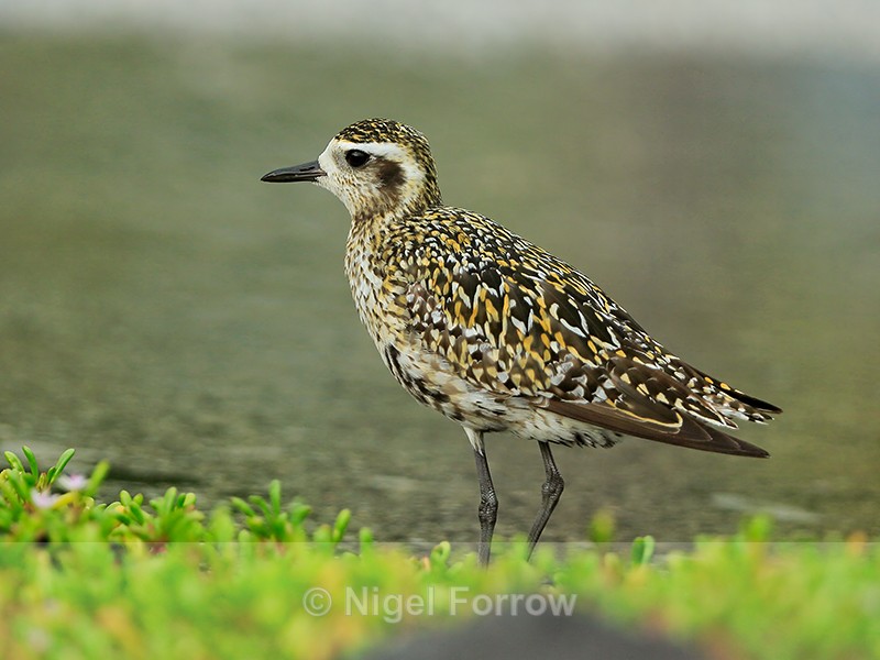 Pacific Golden Plover wading, Hawaii - Pacific Golden Plover