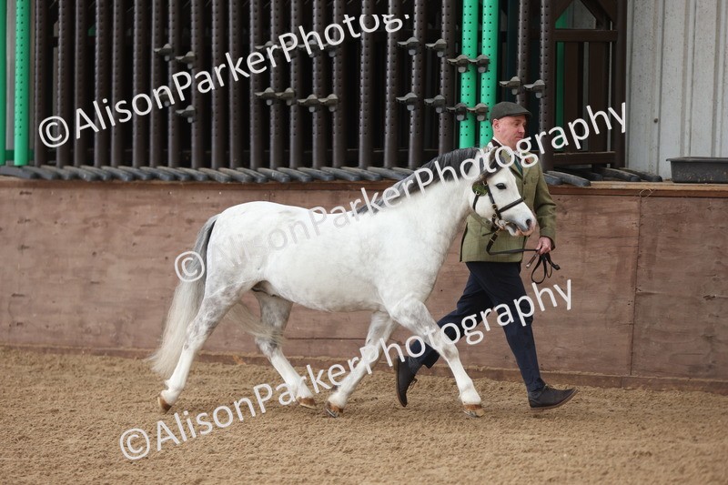 20251109-0517 - Class 20 - Stallions 4 Years and over