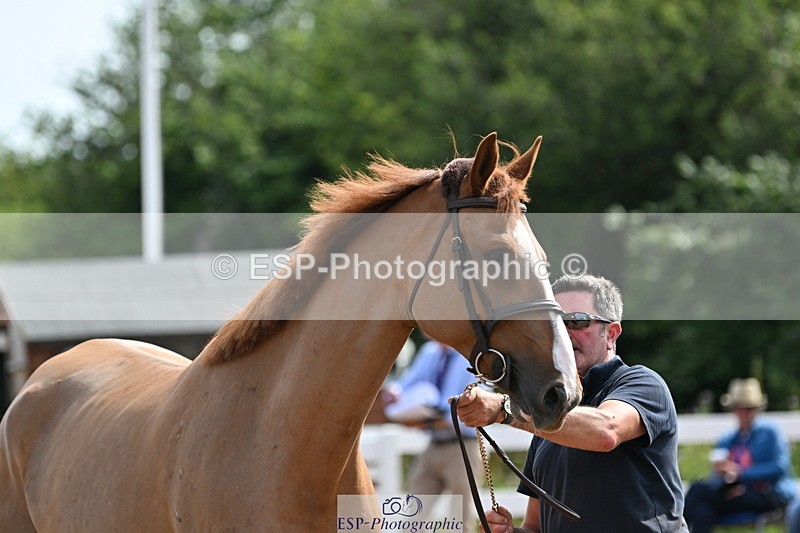 240717A-161155-03340 - Trot Up 4pm to 5pm