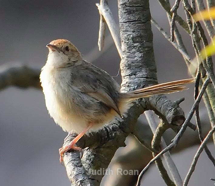 Lazy Cisticola - South Africa Birds and Mammals