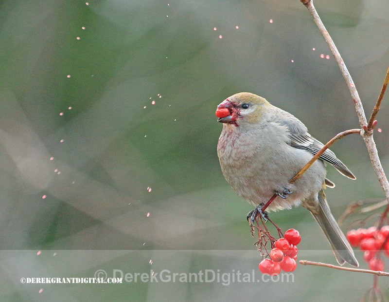 Pine Grosbeak Pinicola enucleator - Birds of Atlantic Canada