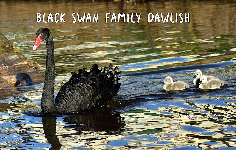 NEW -  Black Swan family - FRIDGE MAGNETS