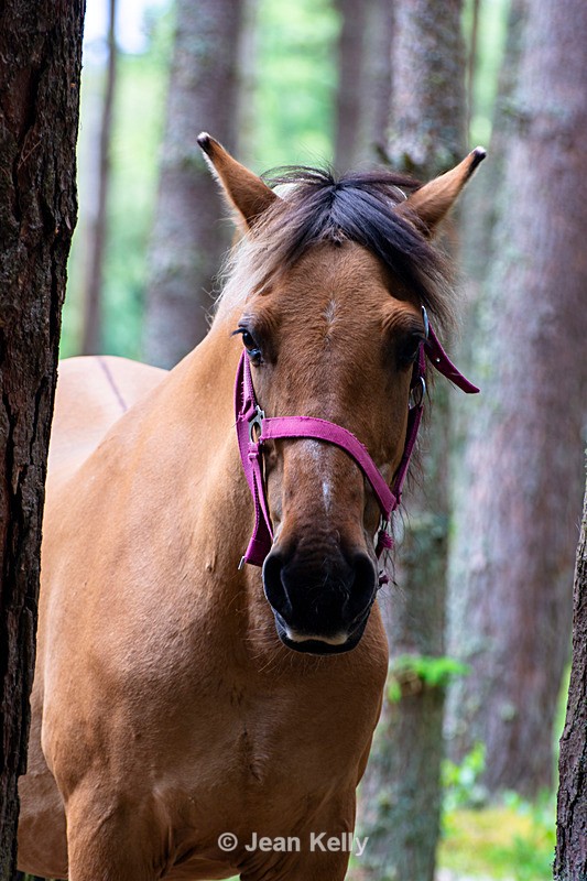 Horse - DSC_5295 - Equine