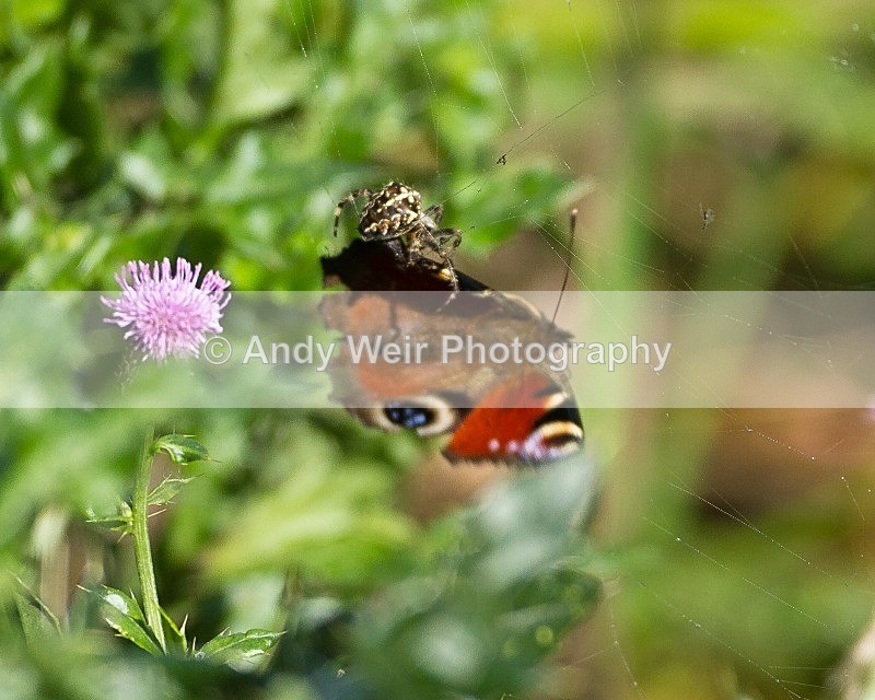 20110917-_MG_6858 - Butterflies & Moths
