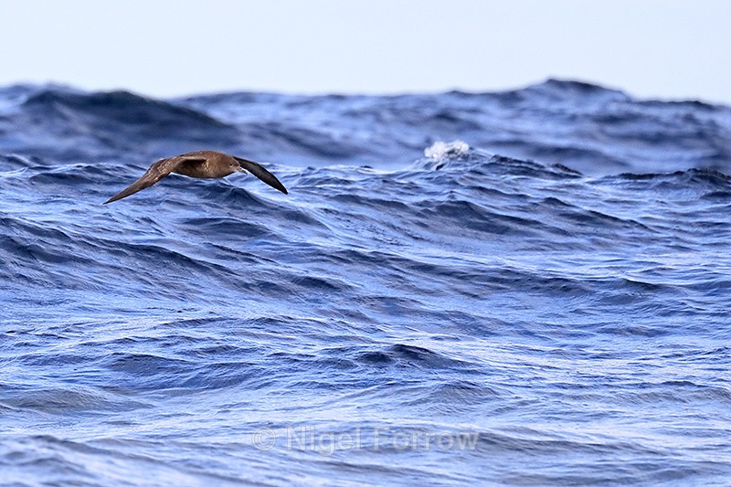 Sooty Shearwater flying over waves, South Africa - Sooty Shearwater