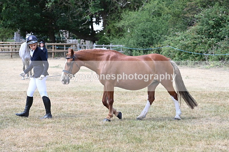 WJ7_1963 - Class 4a Prettiest Mare 14.2hh and over hand