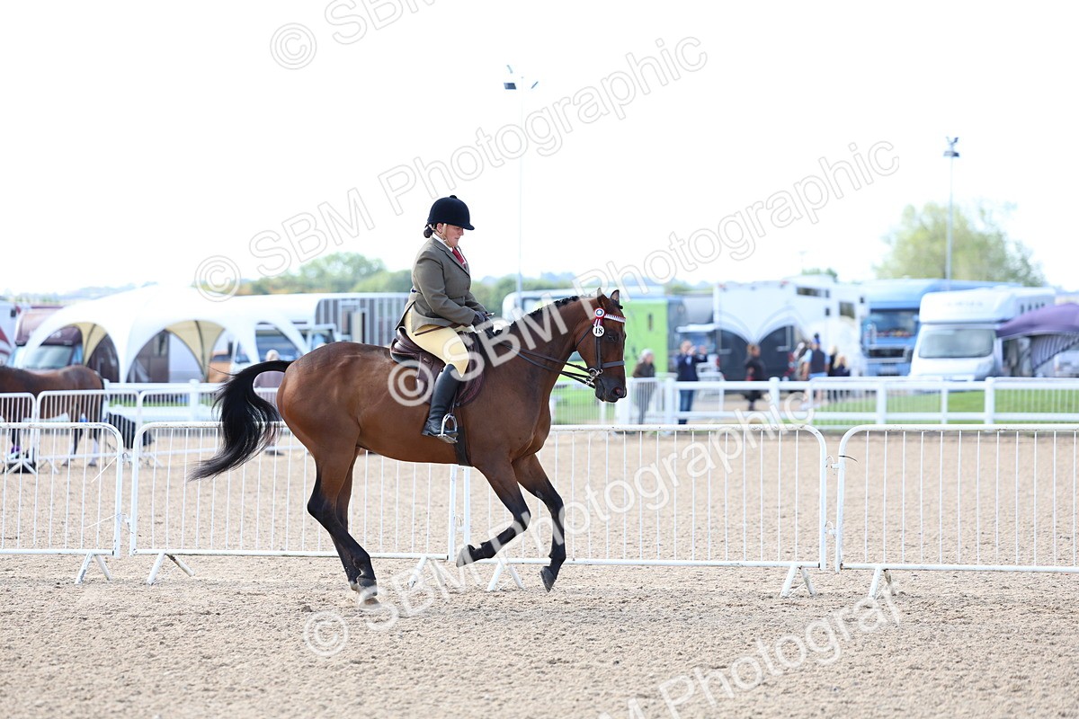 SBM_09121 - Class 303 - Ridden Pure Bred Horse Pony