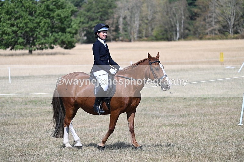 WJ7_1165 - Class 41 Prettiest Mare