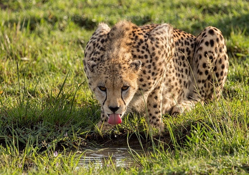  - Cheetah